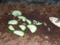 /album/mi-snecci/p1050090-jpg/